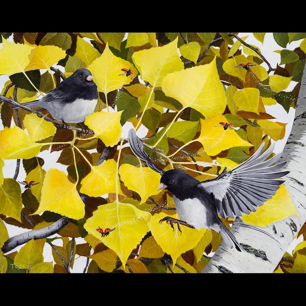 A painting of two dark-eyed juncos hanging out in a poplar tree on a fall day. The leaves have turned yellow and the canopy is abuzz with ladybugs. One of the birds playfully chases a small beetle, perhaps in search of a light snack. Painting by Dave Todaro