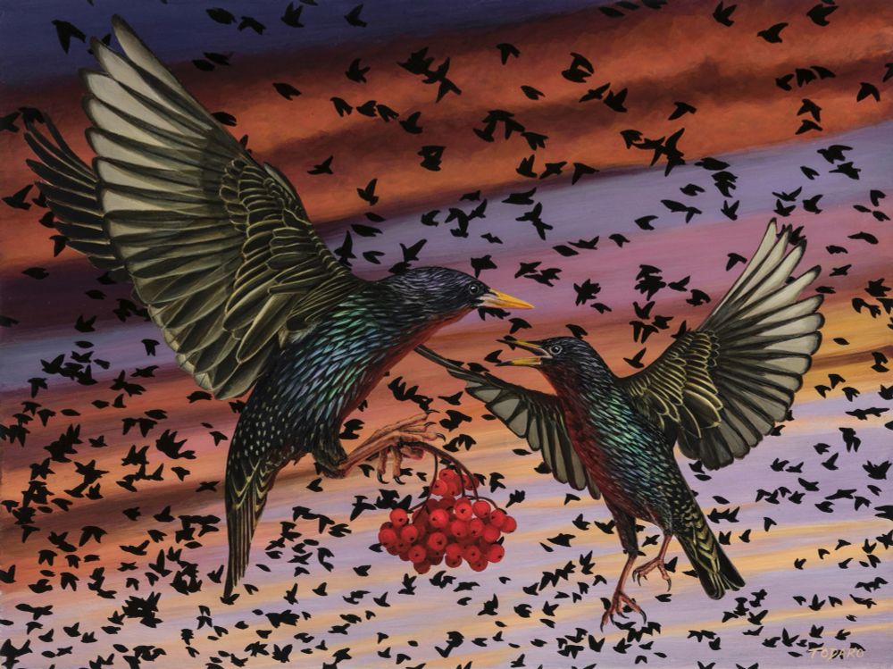 A painting of two European Starlings fighting over some berries. It is sunset and they are surrounded by a murmuration of other birds. The mood is dramatic. Painting by Dave Todaro. 