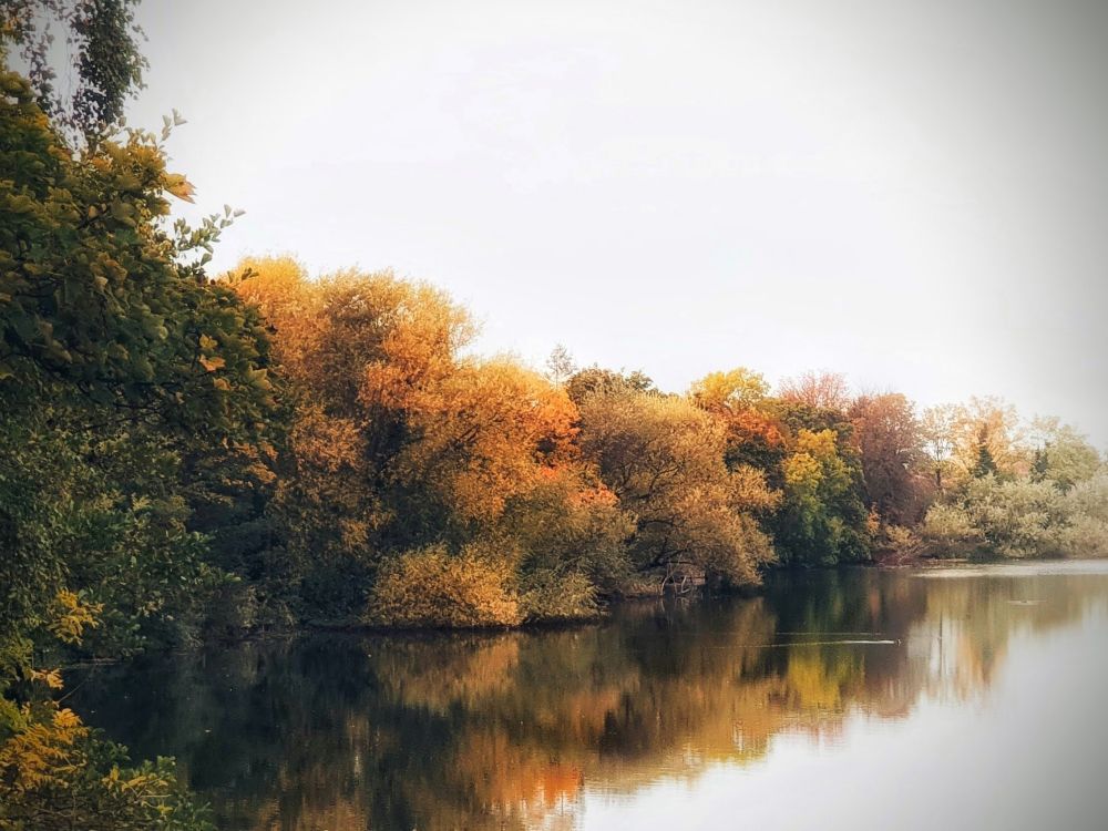 Hoggs pond (formerly Leethmans pond) off Moor Lane, Dringhouses, York.
