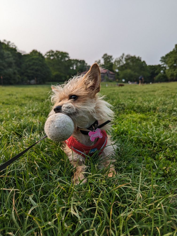Happy the dog with a tennis ball dangling by a string from her mouth as she sits in the  grass