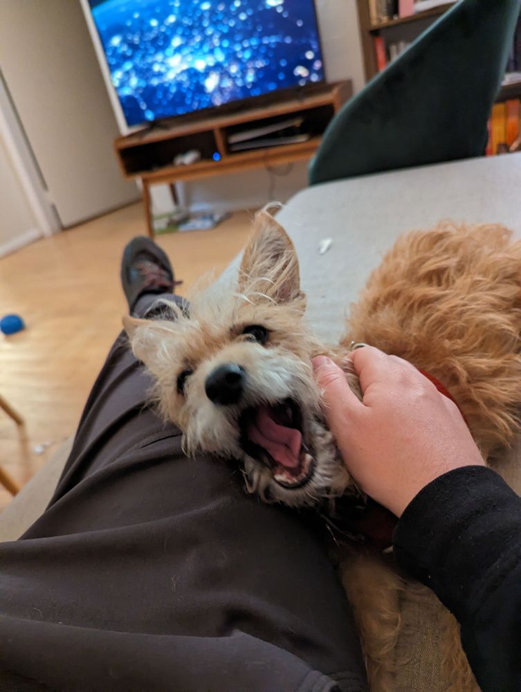 My lovely dog with her head resting on my leg with her mouth half open in a yawn.