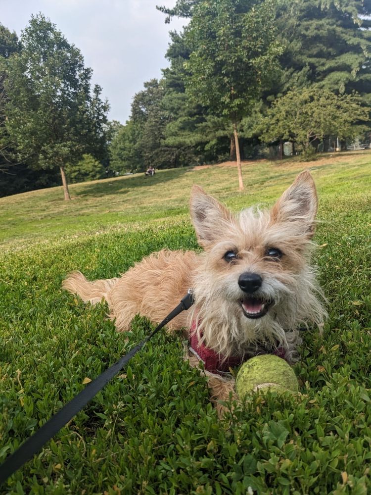 Happy the dog is sitting in the park extremely pleased with her yellow tennis ball