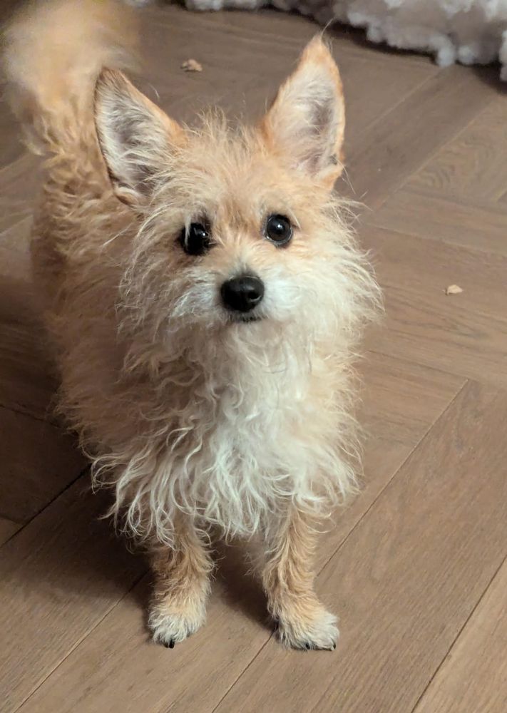 my dog.