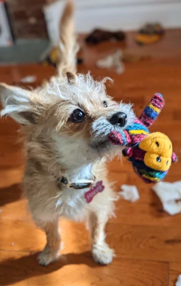 Happy the dog on her first birthday with her new monkey shaped chew toy in her mouth
