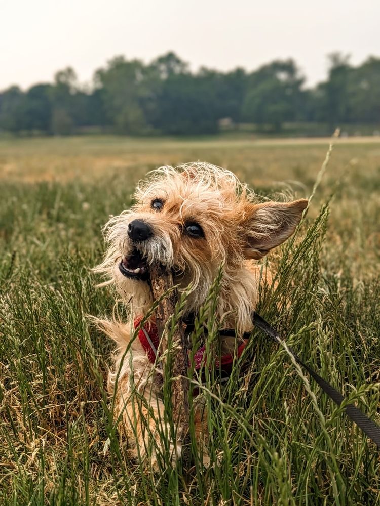 Happy the dog chewing a stick sitting in some grass being lovely.