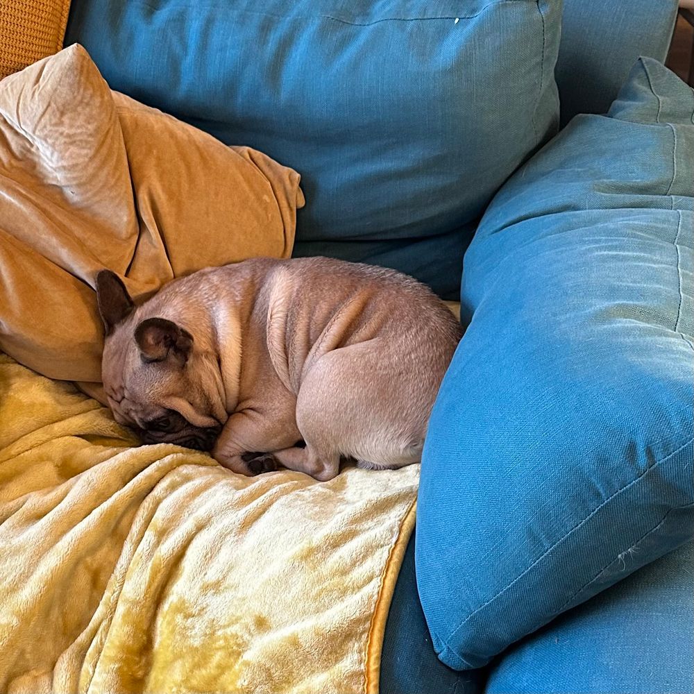 A French bulldog curled up sleeping on a sofa with his face buried in the cushions. 