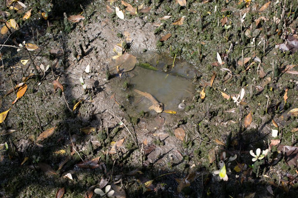 A wild mudskipper keeping moist in a puddle in Singapore’s wetland preserve. These semiaquatic animals bounce around and are a cool example of evolution at work! 