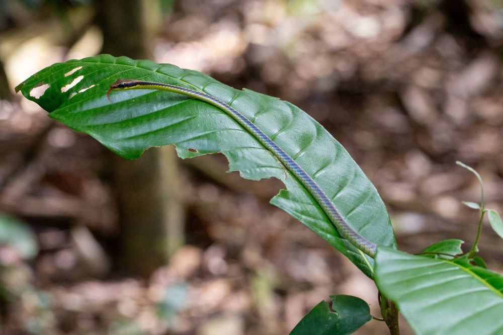 Bronzeback snake seen in Singapore! 
