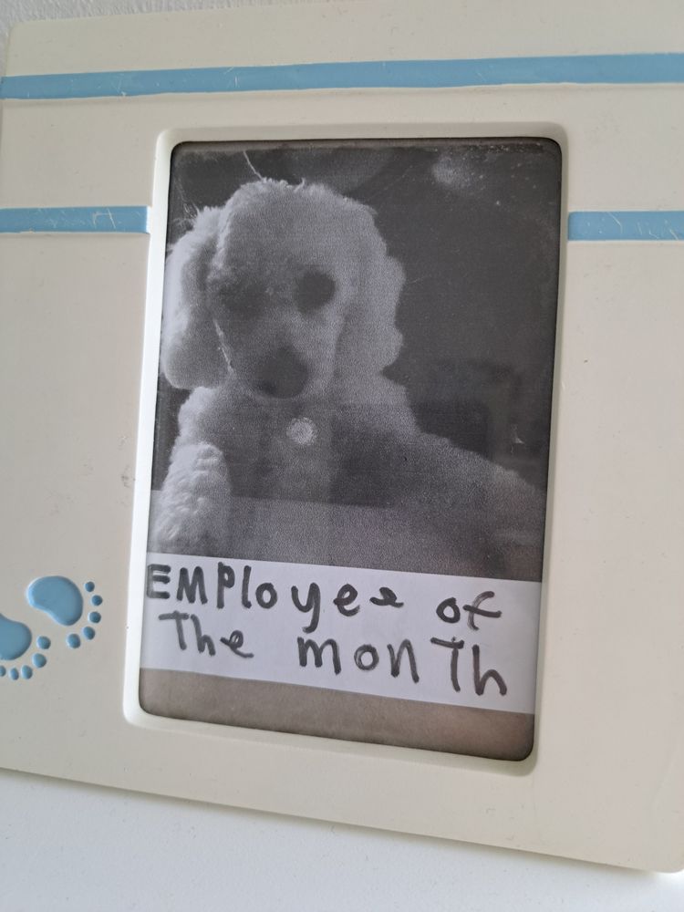 Photo of dog as employee of the month