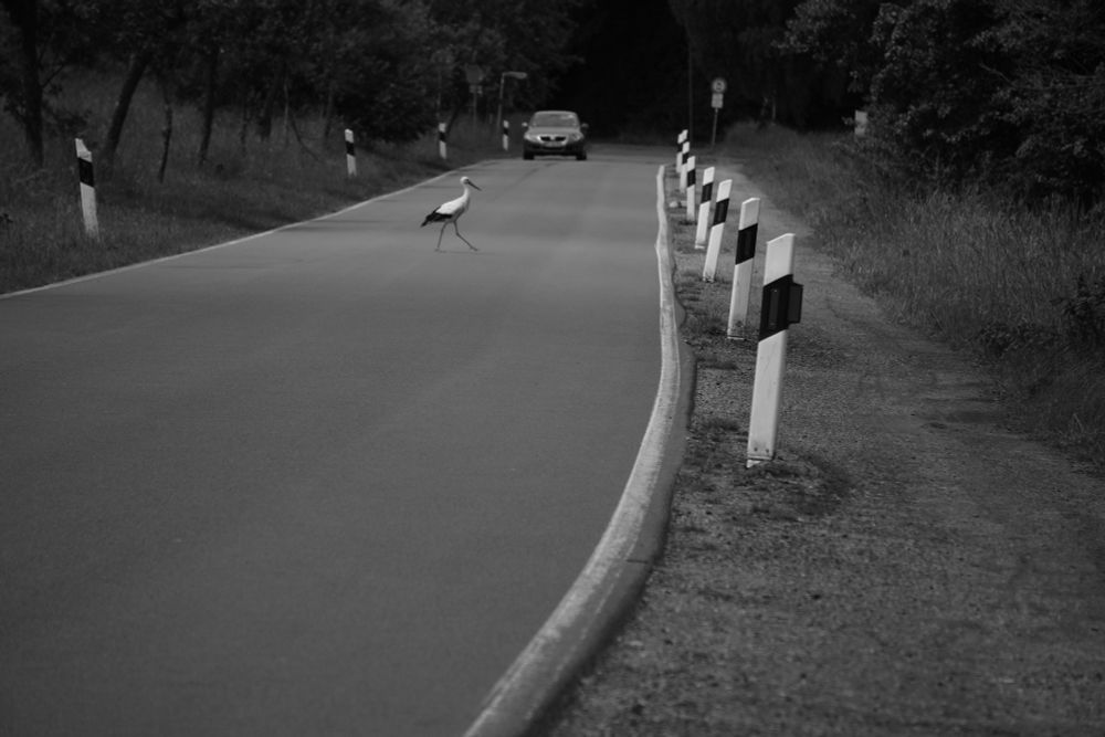Black and white photo of a stork crossing an empty country road. On the right side of the road, white posts stand in a row, and in the distance a single car is approaching.

Schwarz-Weiß-Foto eines Storchs, der eine leere Landstraße überquert. Am rechten Straßenrand stehen weiße Leitpfosten in einer Reihe, und in der Ferne nähert sich ein einzelnes Auto.