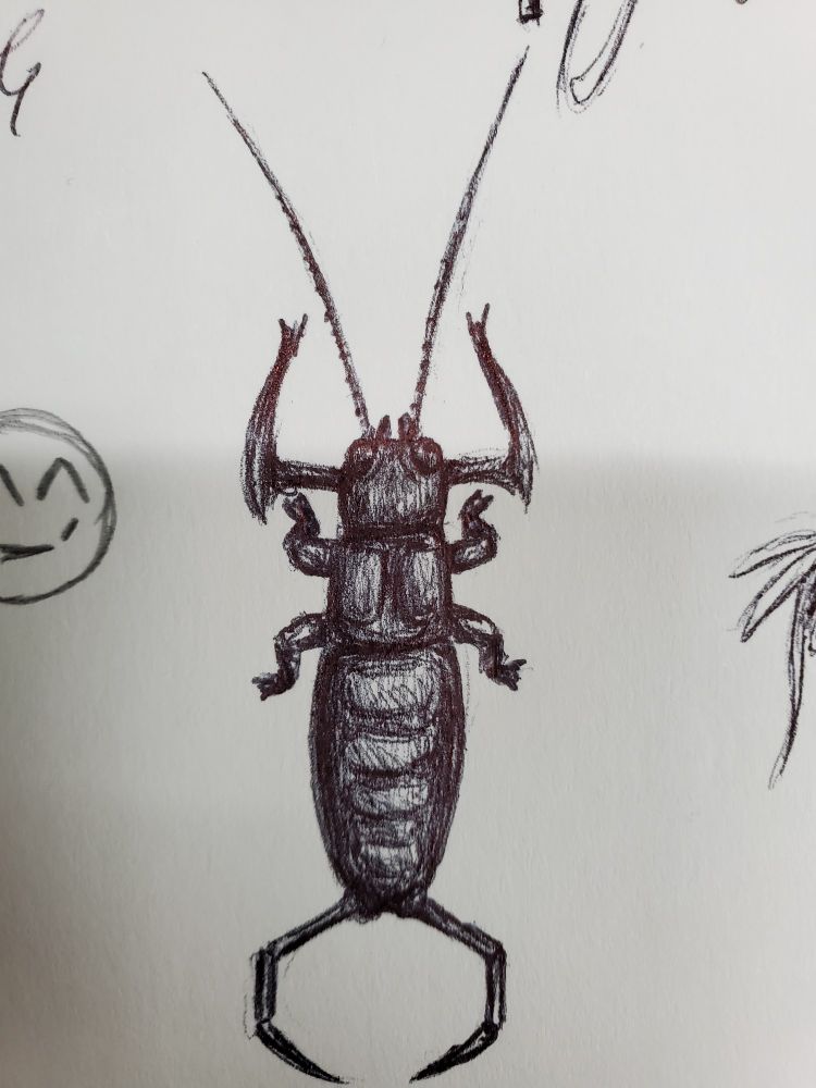 A pen drawing of a dropwig from rain world. It is viewed top down, in a neutral standing position.