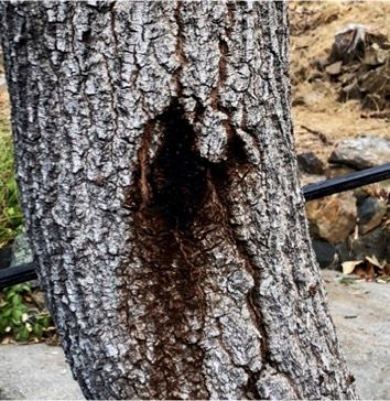 Bleeding stem canker