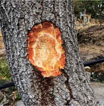 Stem canker post surgery