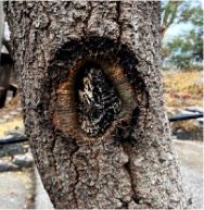 Stem canker 4 yrs post surgery