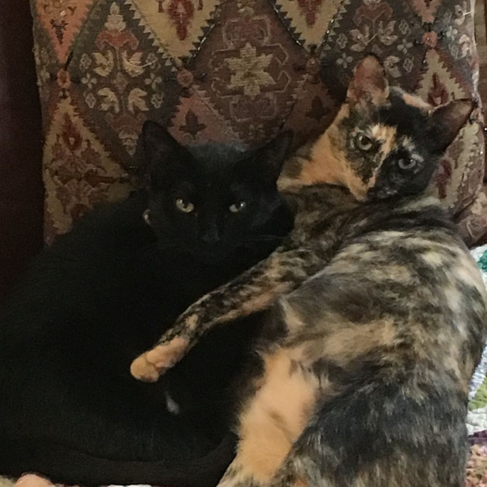 A beautiful black cat named Indie and her sister Jazzy, a gorgeous Tortoiseshell kitty giving each other love and hugs.