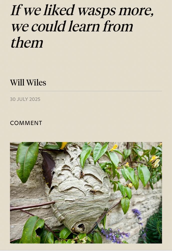 If we liked wasps more, we could learn from them
Will Wiles
30 JULY 2025|