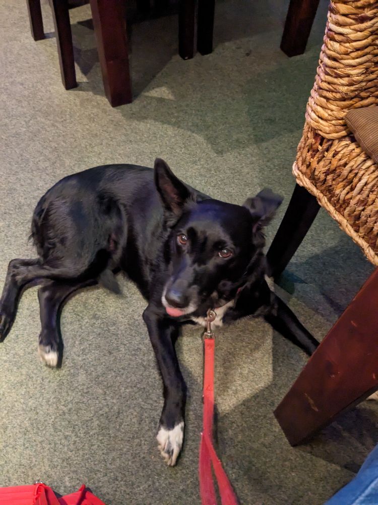 Ivy liegt ganz müde neben einem Tisch🥱