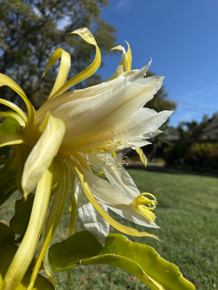 Day one surprise flower on this succulent I dont know the name of. Don’t worry - I got an app. 