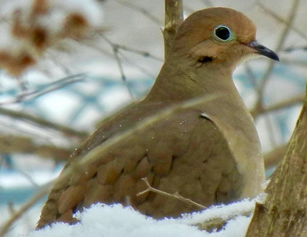 A colour photograph close-up of a Mourning Dove facing right while resting on snowy branches, it’s large black eye outlined in baby blue stands out against its tan and grey body. 