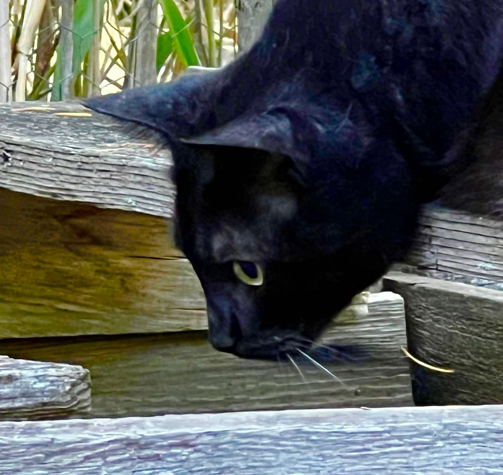 For Caturday, a side view, colour photograph of my black and white cat’s head as he looks intently into a space between weathered wood boards with a few blades of green grass in the top left corner. 