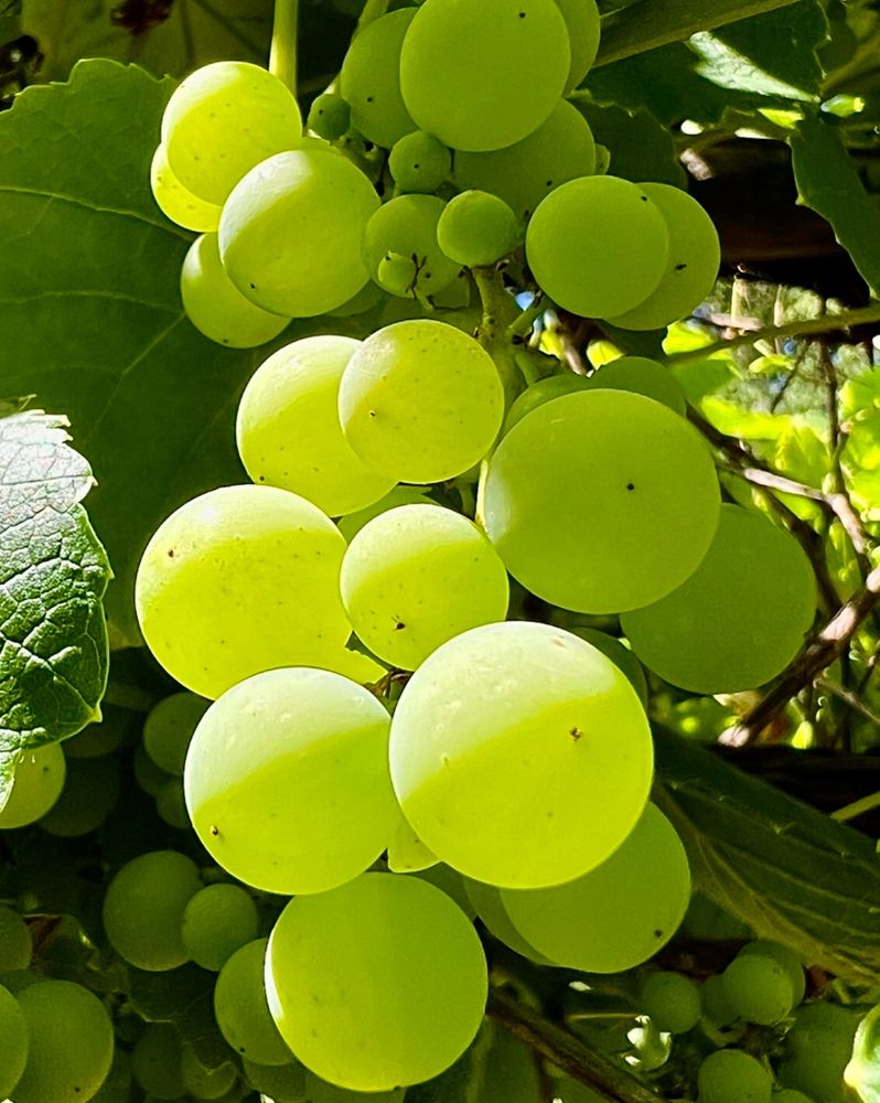 For Color A Day GreenSat, a colour close-up photograph of clusters of green grapes ripening on the vine. They should be ready to eat in a week or two. 