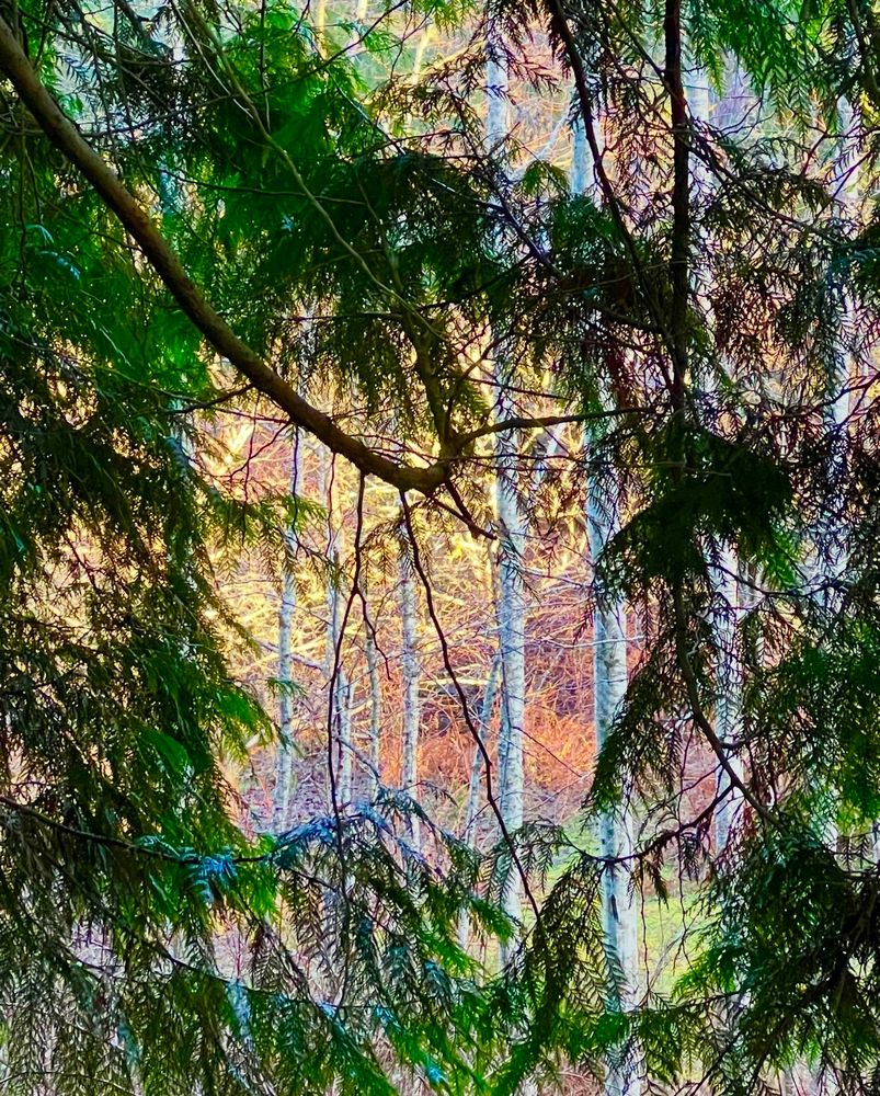 A colour photograph captured at sunrise, of a stand of white birch trees and glowing yellow and orange bushes, viewed through a thicket of cedar boughs while walking through the forest on Vancouver Island. 