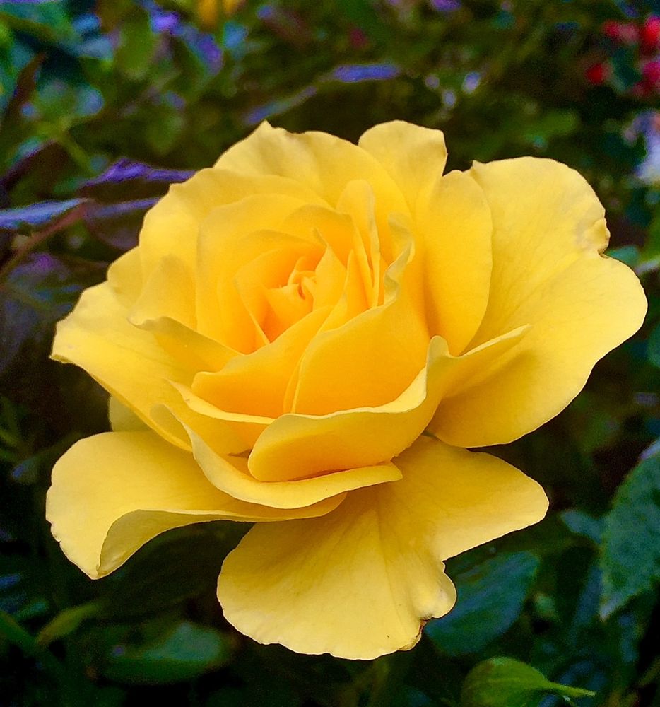 For the Color A Day prompt YellowThu, a colour photograph of a perfect, open, lemon yellow rose against dark green leaves. 