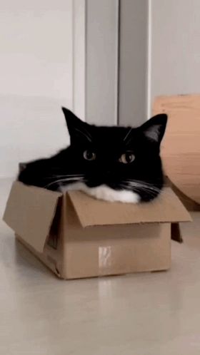 a black and white cat is laying in a cardboard box on the floor