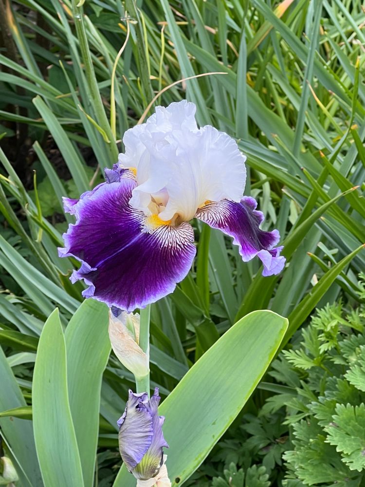A photo of a bearded iris flower. The petals on its outside are dark purple with a lavender border, and towards the center of the plant the petals turn yellow and white with purple striations like an orchid. The top petals on its crown are snow white.