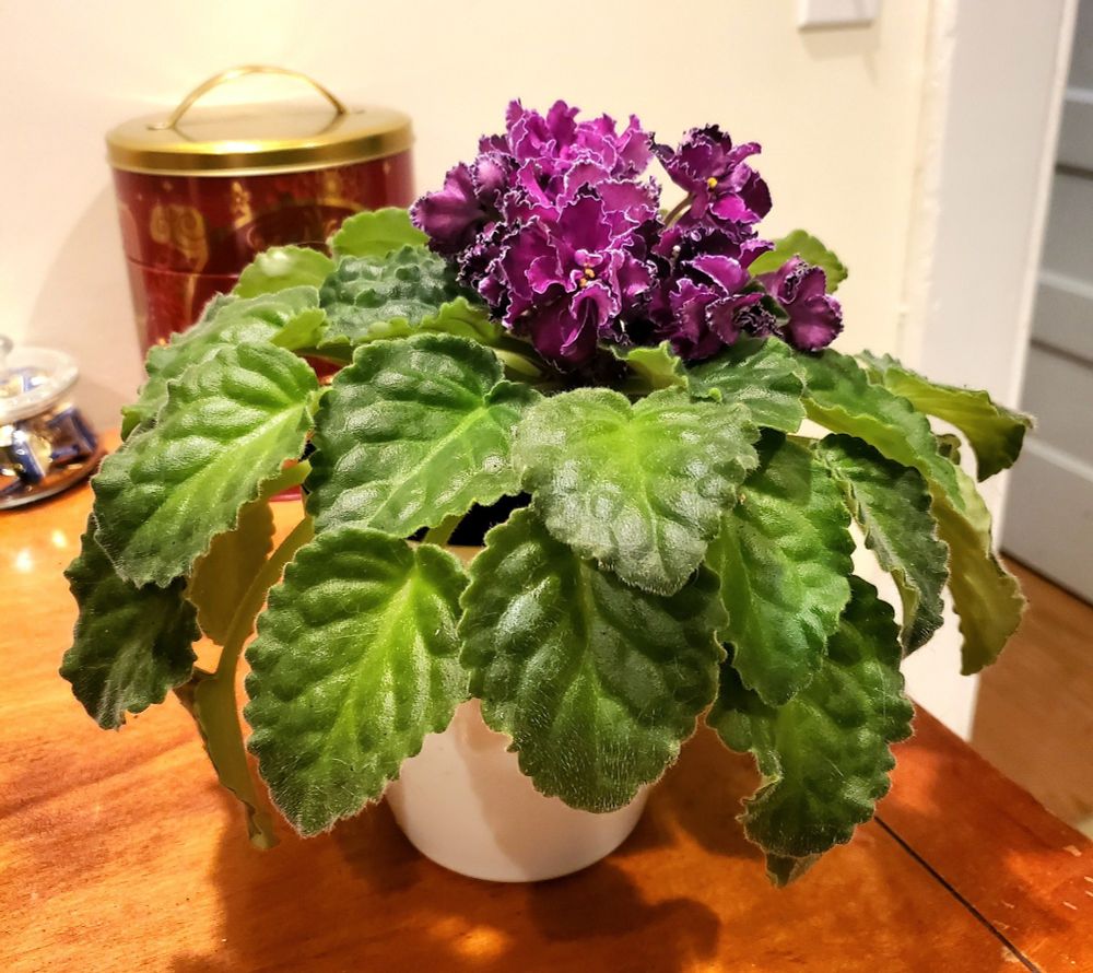 An African Violet named Scandal