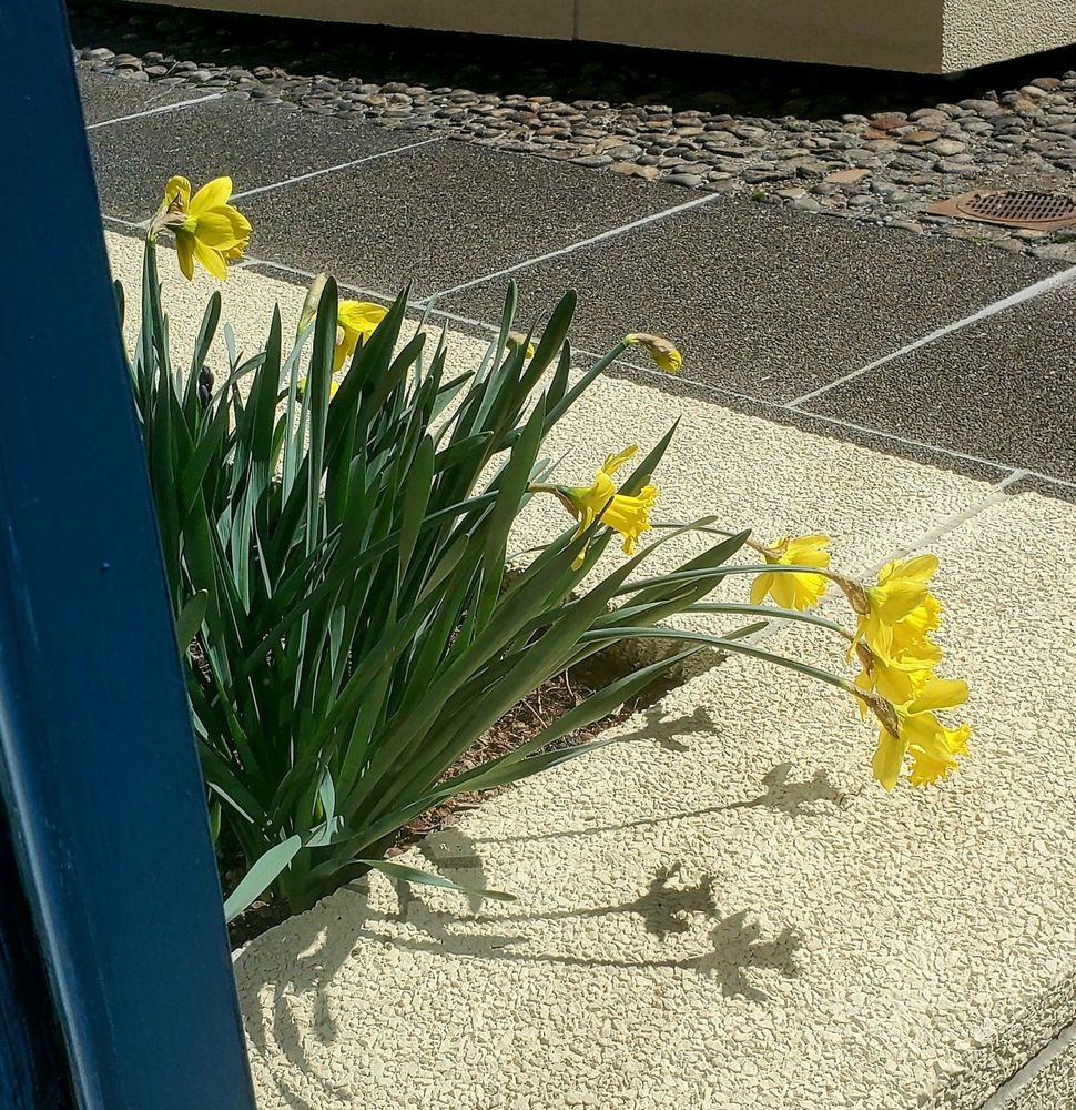 Early daffodils blooming in a flower bed surrounded by flagstones made of beige pebbles, then smooth river rocks.