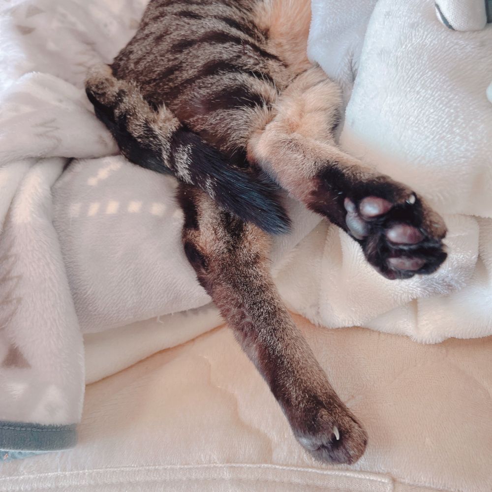 のびのびあんよ