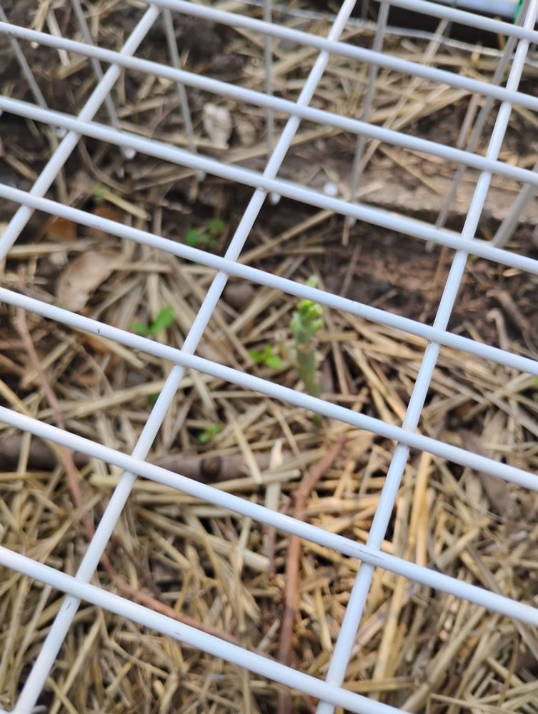 Sad broccoli with all leaves chewed off, lived it's entire life in a cage. 