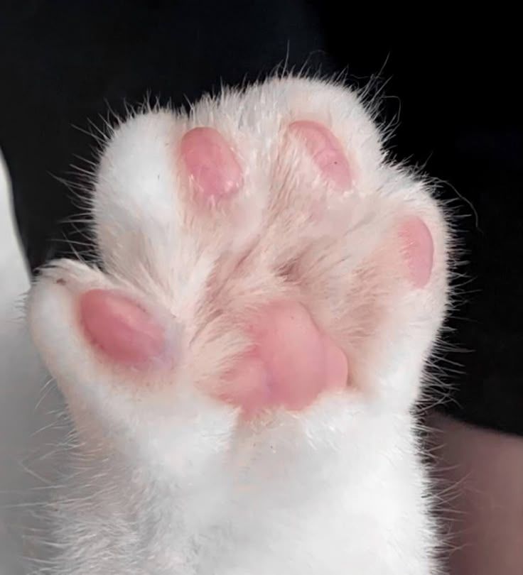 white cat paw with pink toe beans + paw pad