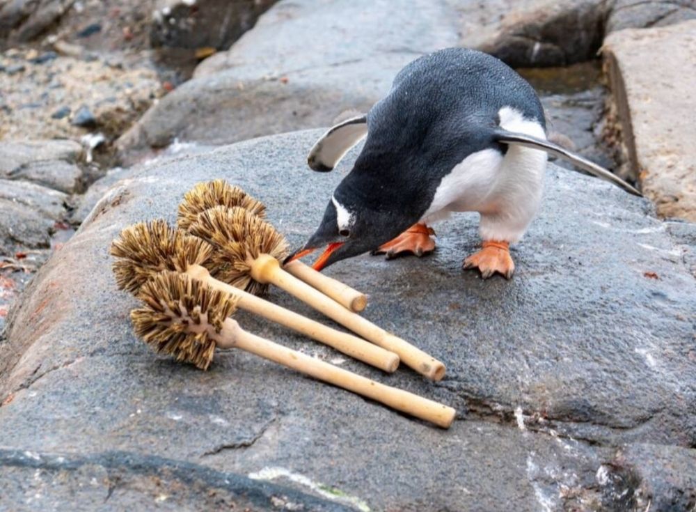 Ein Pinguinschnappt sich eine von vier Klobürsten.Mit einer muss man ja anfangen...Ich sage mal, gutes Tagespensum.