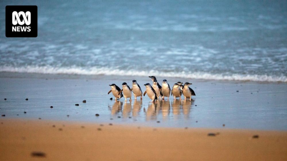 Phillip Island preparing for possible bird flu outbreak in penguins