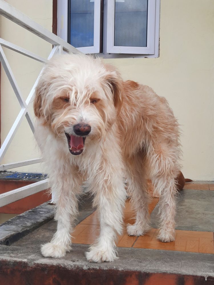 Bunty the dog of my boss this morning