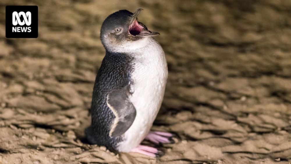 'Sexually promiscuous' penguins are mating twice in one season as the climate changes