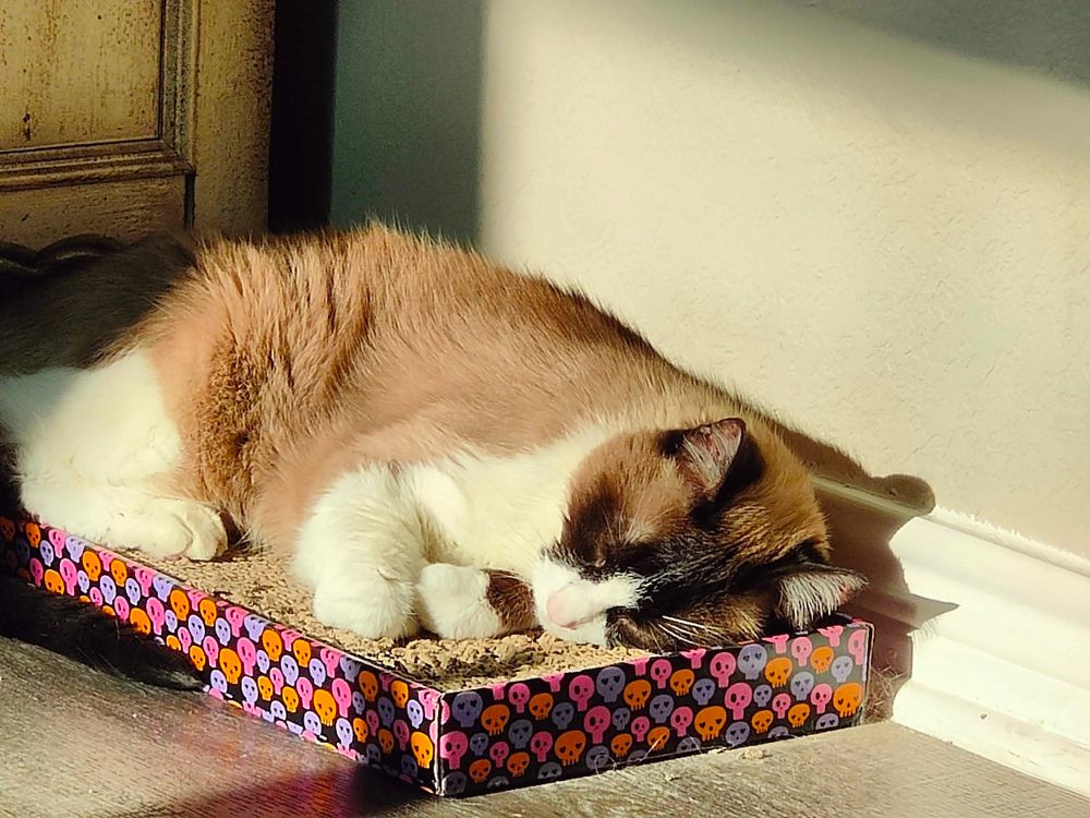 Desmond the cat relaxing in a Sunbeam on a scratching pad. 