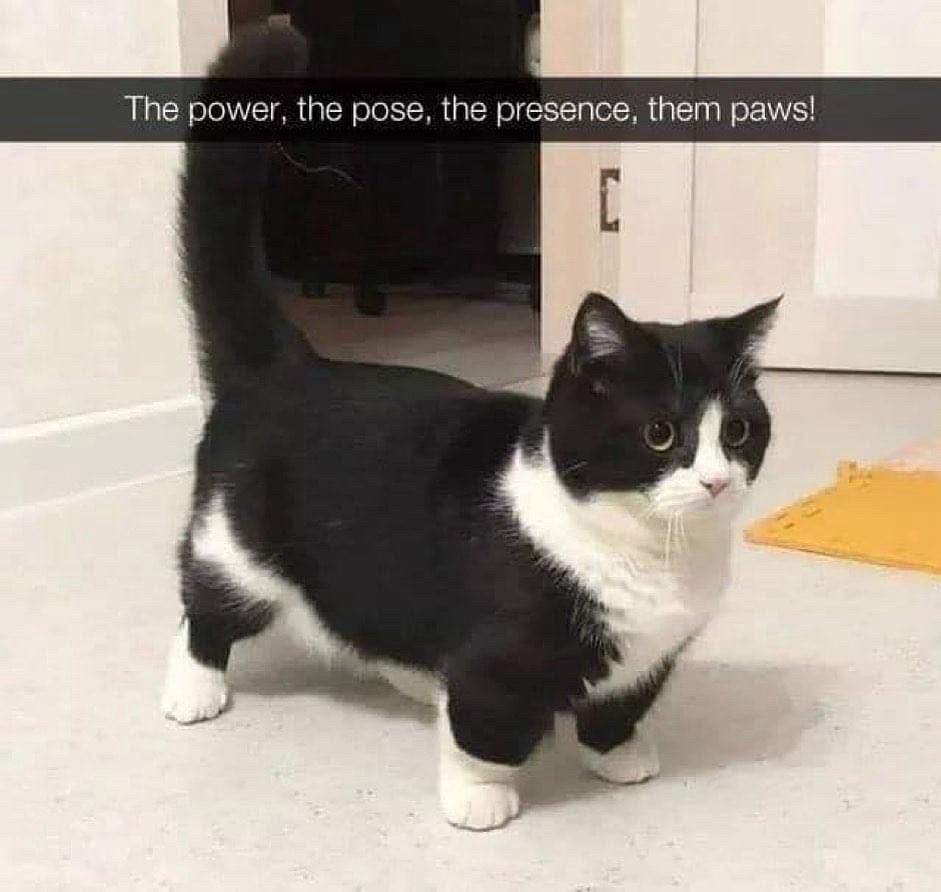 Small black tuxedo Cat with the text: the power, the pose, the presents, them paws!