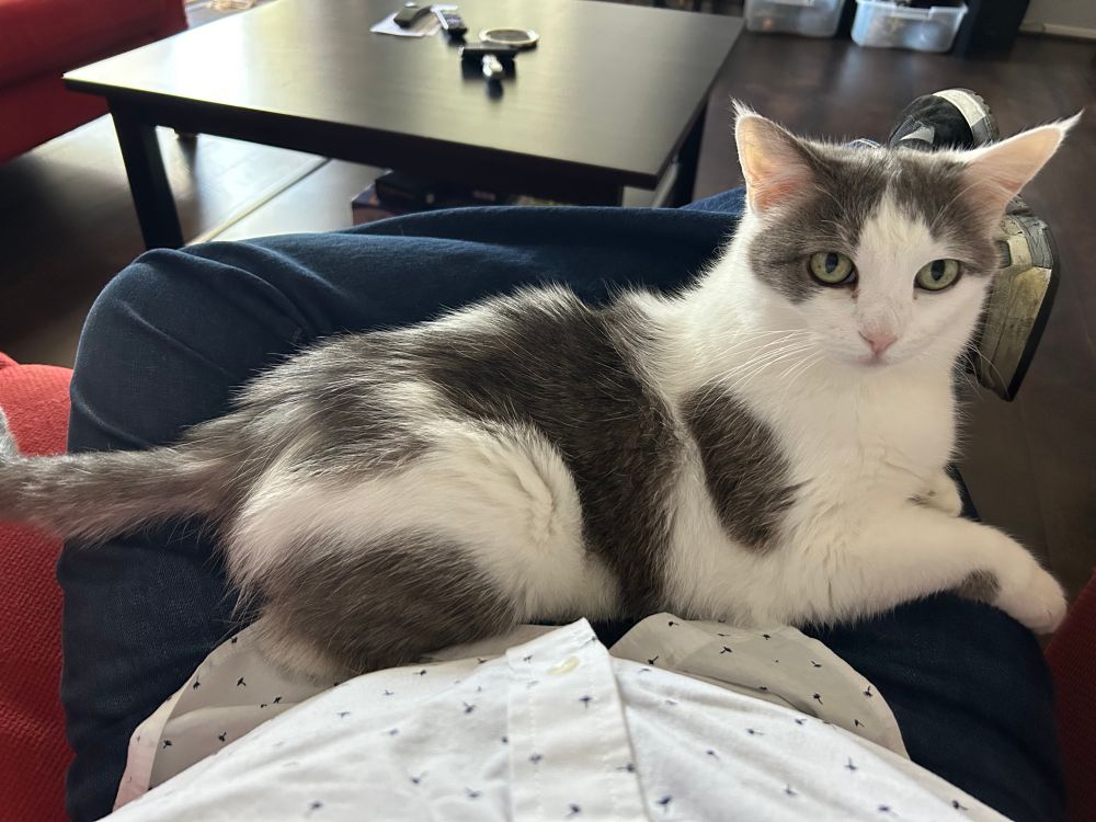 River cat sitting on my lap, looking at the camera