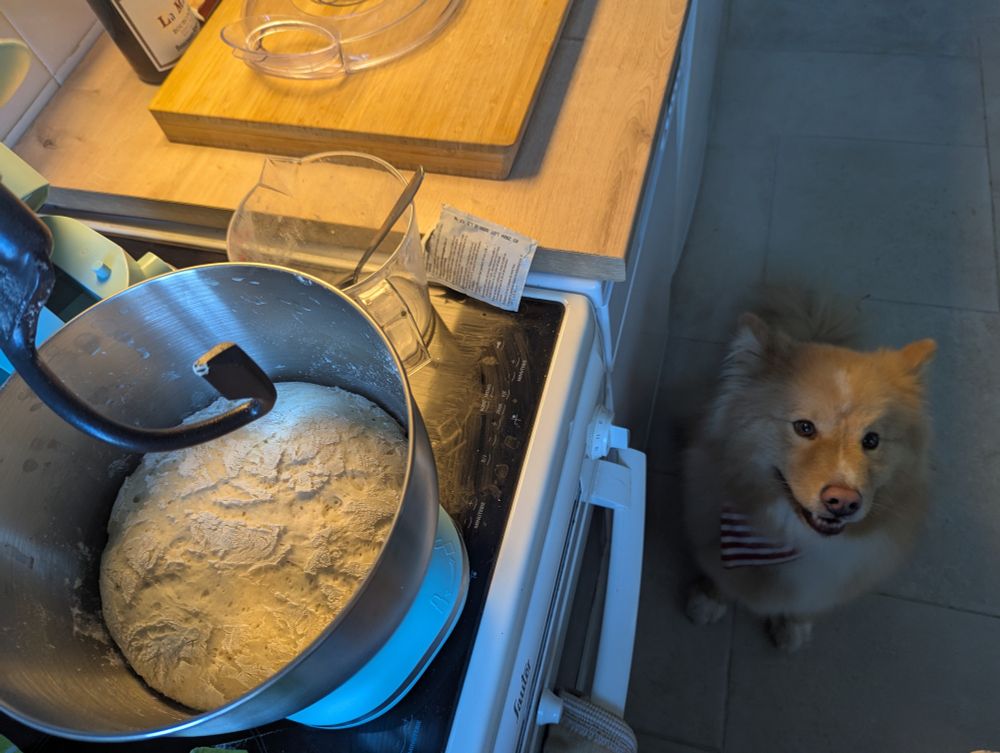 Pâte à pizza qui lève  et chien très intéressé 