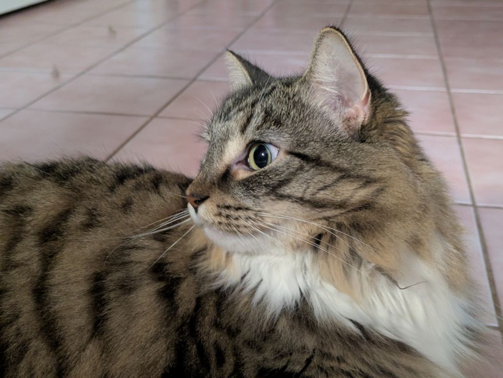 Cat (Muffin) laying on a tile floor, looking off to our left, at something unknown