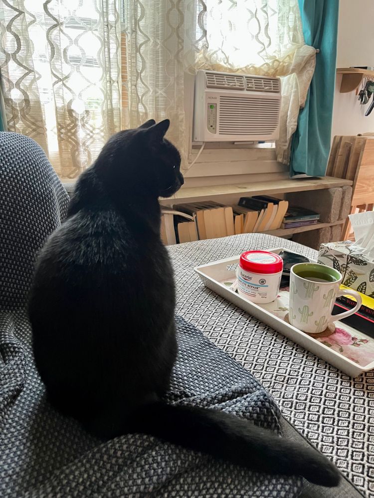 Boubou the black cat sittin on the couch, his back to the camera.