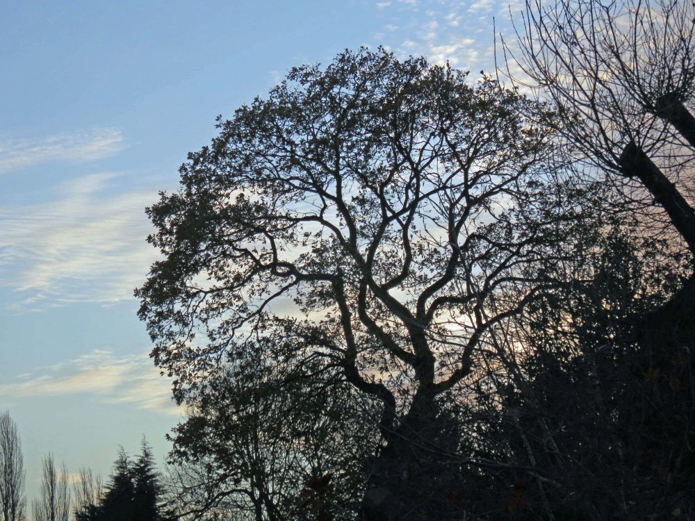 winter tree with bare branches, a perfect globe shape & to my eyes very pretty