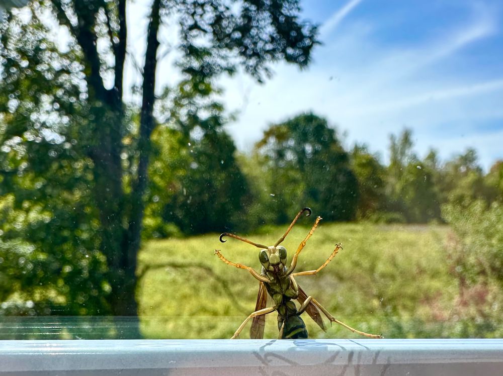 Hornet facing the camera from the other side of a glass window. 