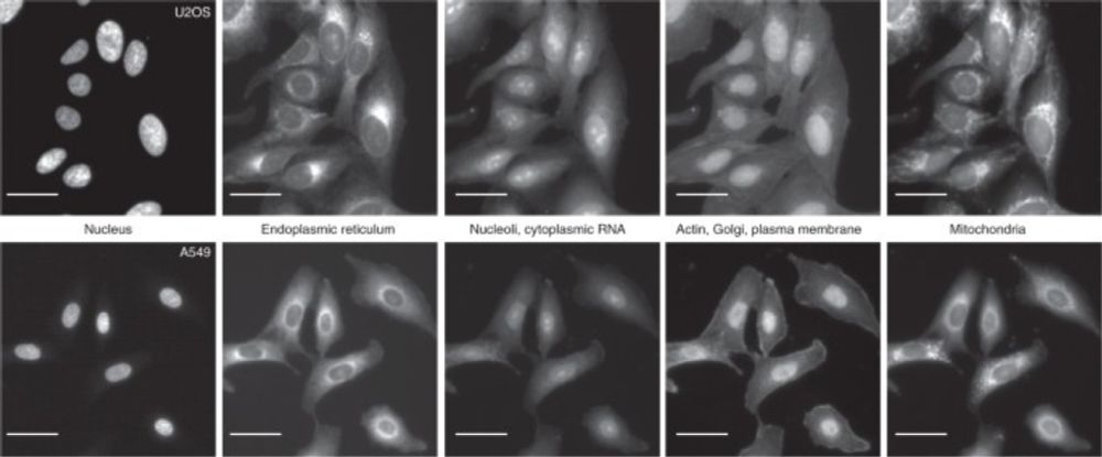 Cell Painting, a high-content image-based assay for morphological profiling using multiplexed fluorescent dyes - Nature Protocols