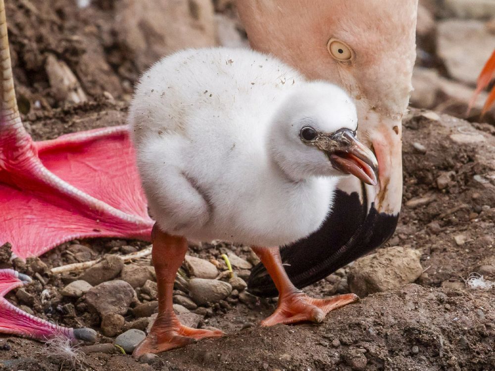 Tiny flamingo chick makes big debut