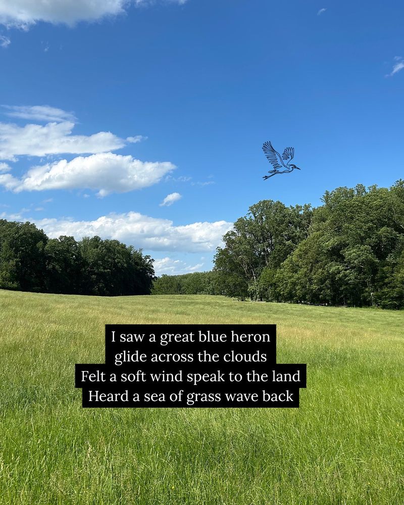 Photo of field of grass with trees in the background and an outline of a great blue heron in the blue sky. Text overlay: I saw a great blue heron glide across the clouds Felt a soft wind speak to the land heard a sea of grass wave back 