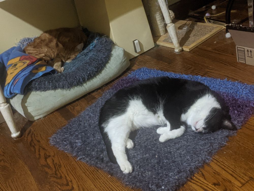 2 cats, sleeping 